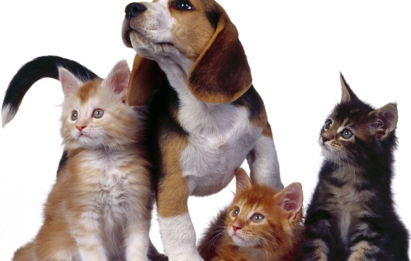 Собака и три котенка