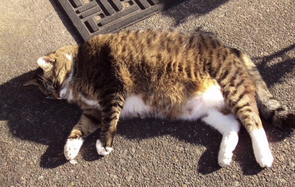 Толстый кот в тени