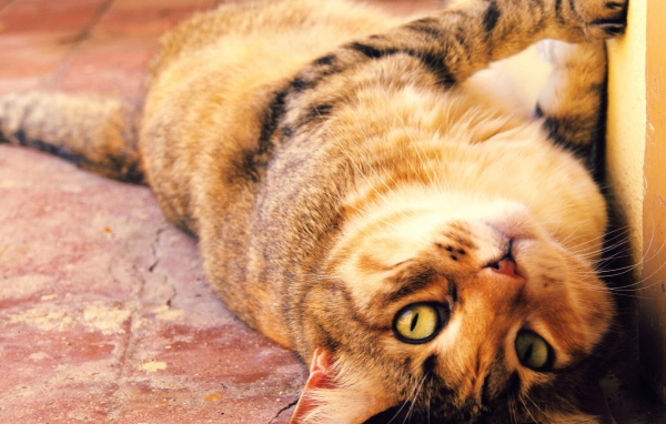 Толстый кот с большими глазами