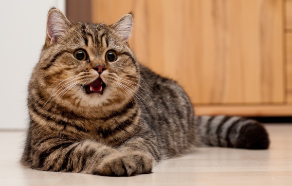 Толстая кошечка