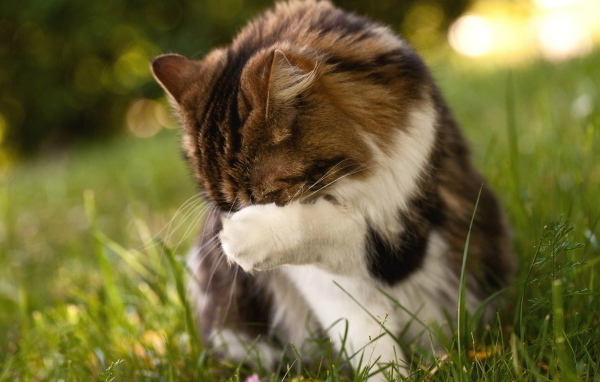 Пушистому коту стыдно