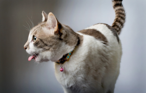 Смешной красивый кот с языком