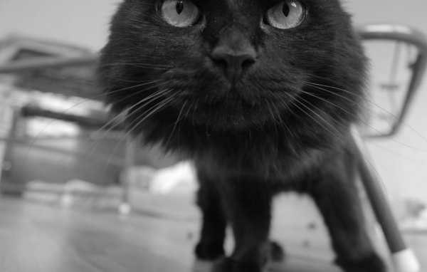 Смешной чёрный кот