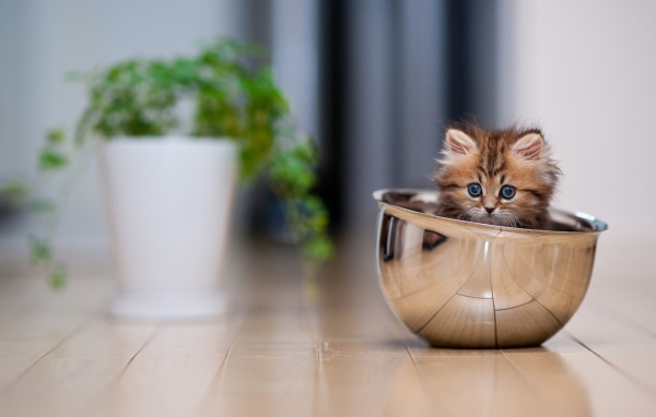 Смешной котёнок в миске