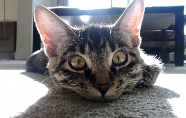 Смешной полосатый кот