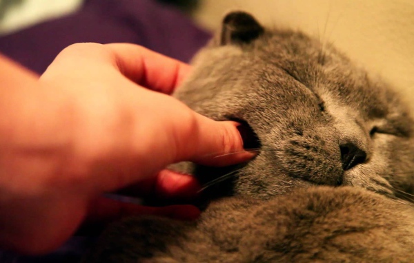 Серый шотландский вислоухий кот доволен