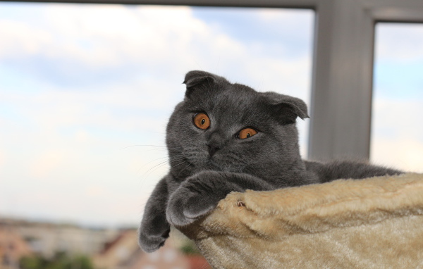 Серый шотландский вислоухий кот в своей кровати