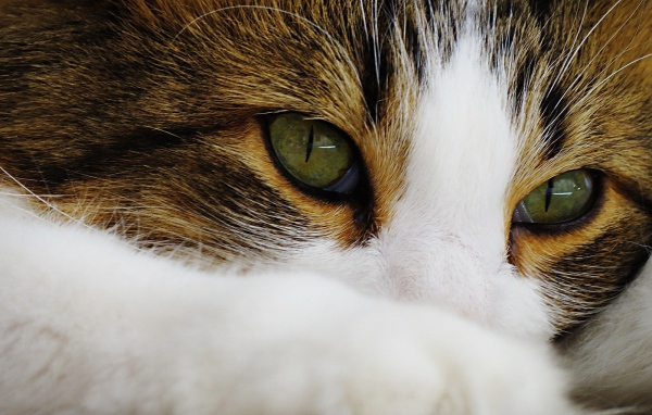 Зеленые глаза кота