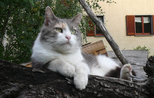 Серый кот лежит на бревне