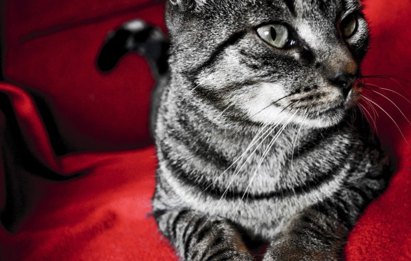 Серый кот на красном стуле