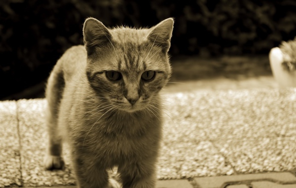 Серый кот с белыми усами