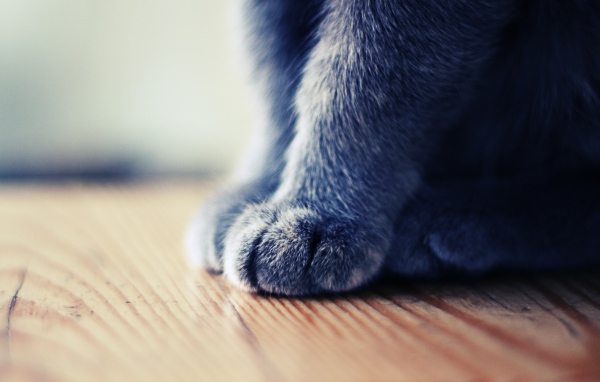 Серенькие лапки