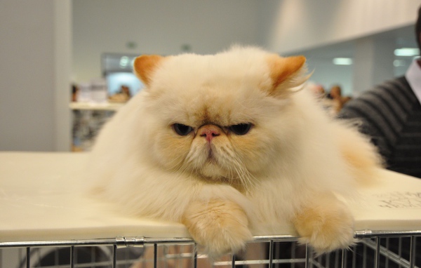 Сварливый персидский кот