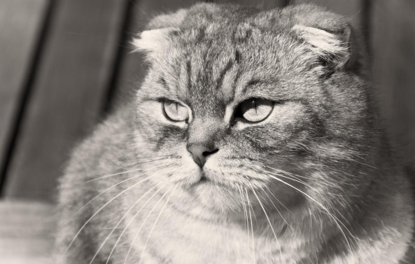 Недовольный шотландский вислоухий кот, чёрно-белое фото