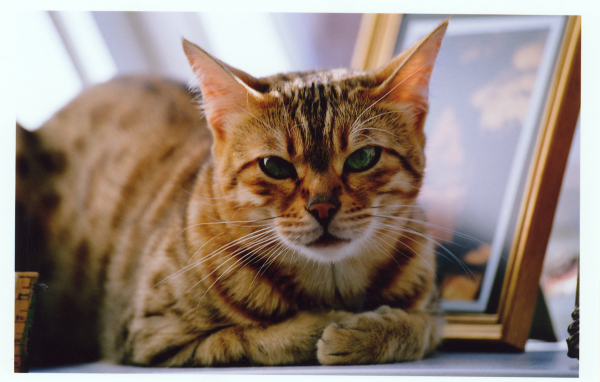 Недовольный бенгальский кот