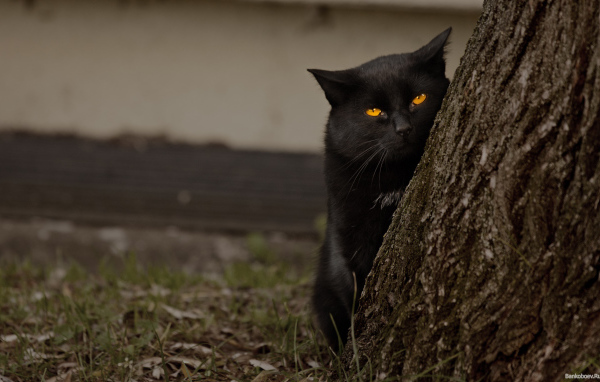 Недовольный чёрный кот за деревом