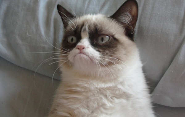Grumpy cat
