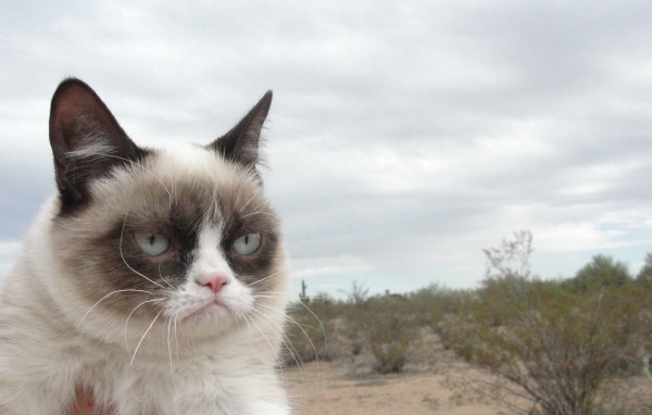 Grumpy cat в пустыне