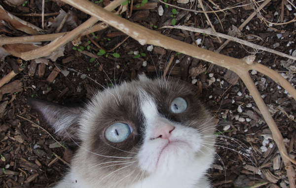 Grumpy cat на земле