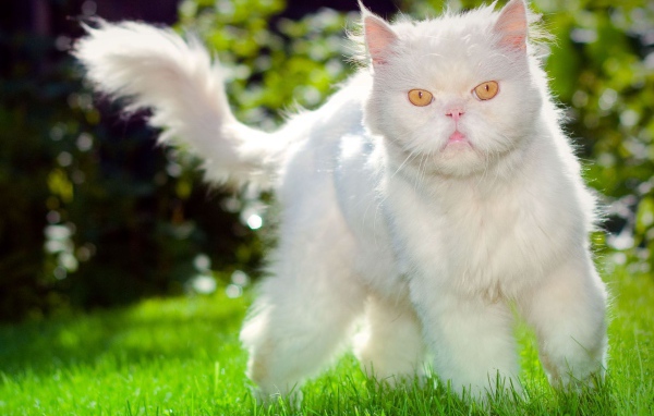 Недовольный пушистый белый кот на траве
