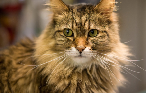 Красивый усатый кот мейн-кун ближним планом