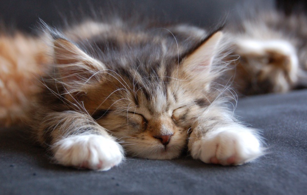 Малыш мейн-кун сладко заснул