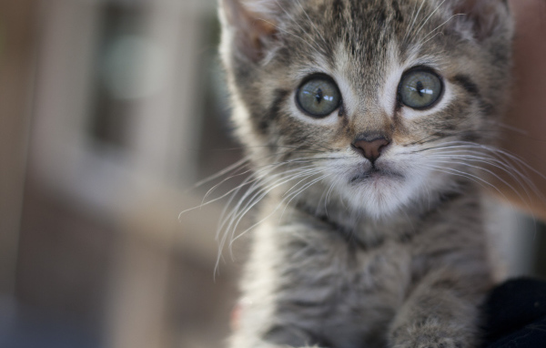 Малыш мейн-кун с испуганным взглядом