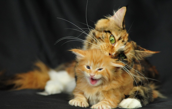 Малыш мейн-кун с мамой