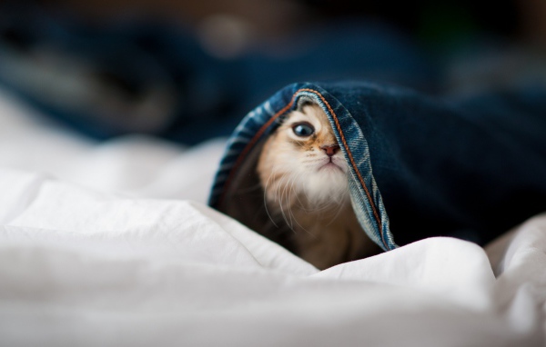 Малыш кот залез в штаны