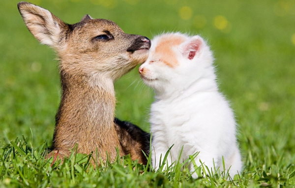 Котёнок и оленёнок
