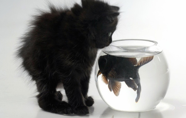 Котенок и рыба