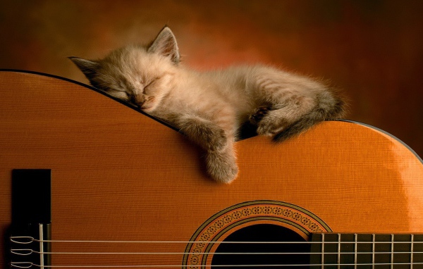 Котенок спит на гитаре