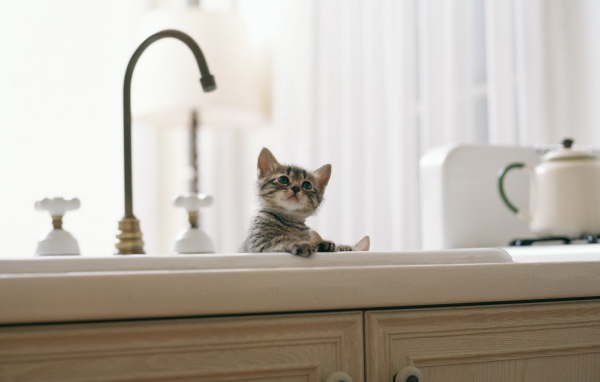 Котенок купается в раковине