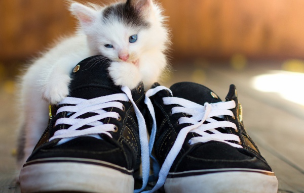 Котенок грызет кеды