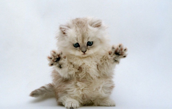 Котенок готовится к прыжку