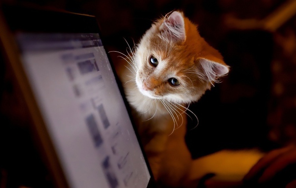 Котенок смотрит на монитор