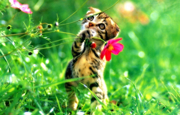 Котенок играет цветами