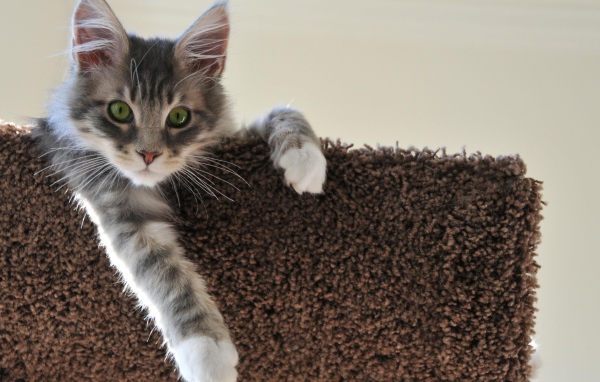 Котенок свесил лапу