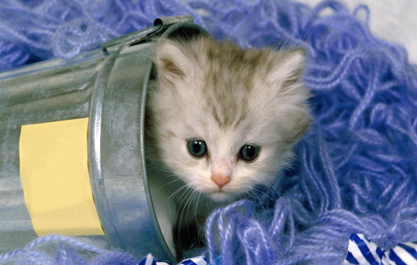 Котенок в нитках