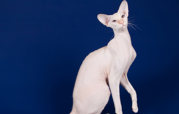 Крупный кот сфинкс на синем фоне