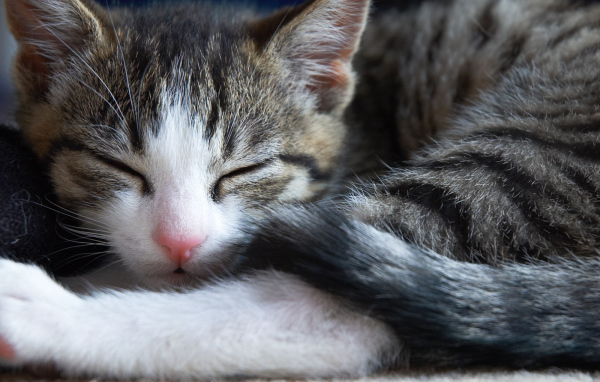 Маленький симпатичный спящий кот