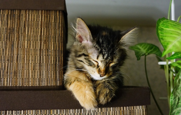 Маленький красивый кот устал