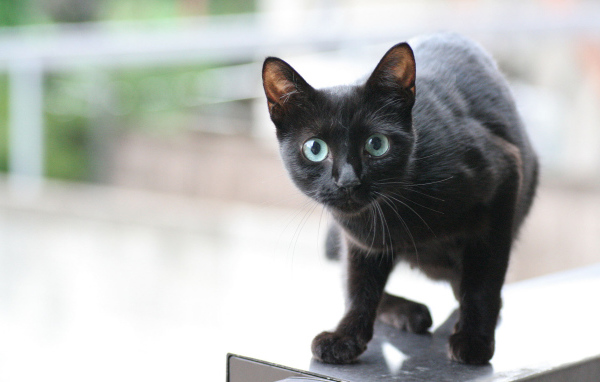 Маленький хитрый чёрный кот