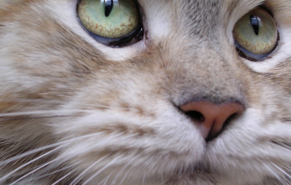 Мейн-кун кот крупным планом