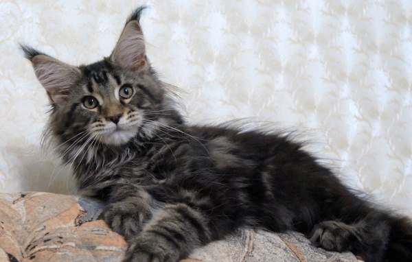 Кот мейн-кун лежит на диване