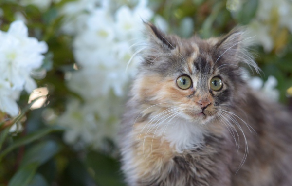 Мартовский кот