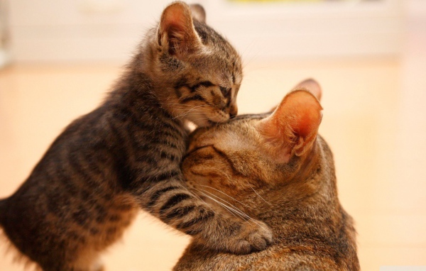 Моя любимая мама кошка