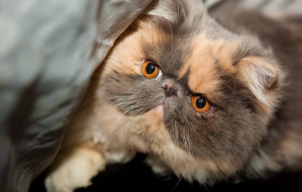 Персидский кот