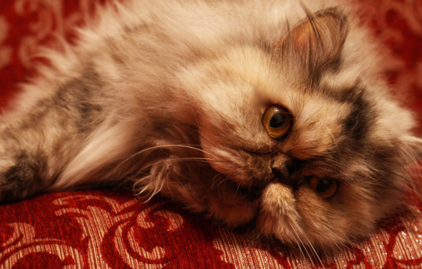 Персидский кот отдыхает