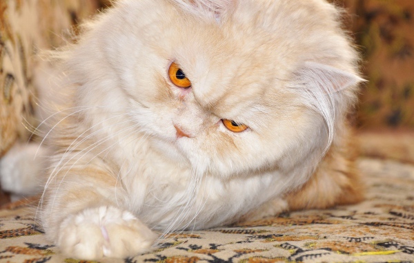 Персидский кот с рыжими глазами